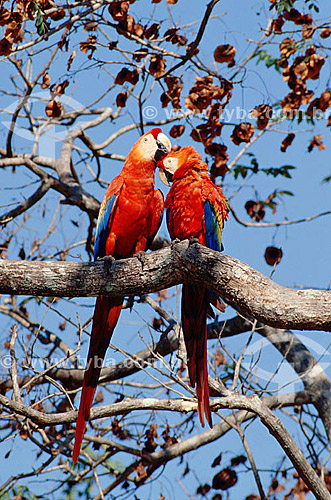  (Ara macao) Scarlet Macaws caressing each other - Amazon region - Brazil 
