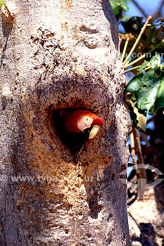  (Ara macao) Scarlet Macaw - Amazonian Region - Brazil 