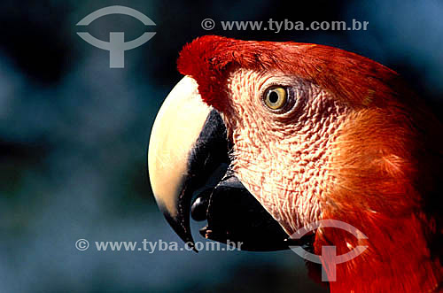  (Ara macao) - Scarlet Macaw - Amazonian region - Brazil 