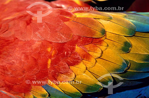  (Ara macao) - detail of bird plumage - Parrot - Scarlet Macaw - Amazonian region - Brazil 