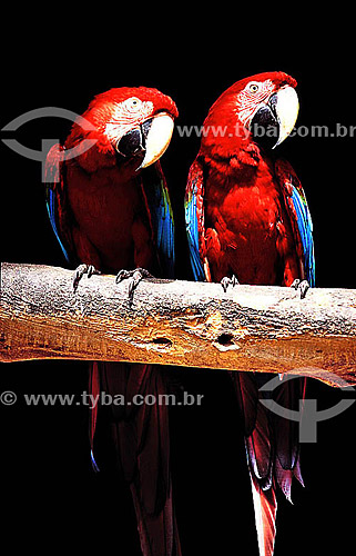  (Ara macao) Couple of Scarlet Macaws from the Amazonia region at the Rio de Janeiro Zoo - Rio de Janeiro city - Rio de Janeiro state - Brazil 