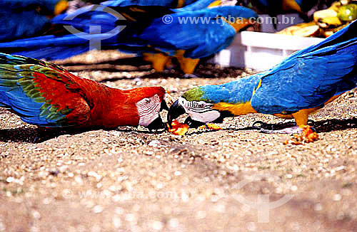  Scarlet Macaw and Blue and Yellow Macaw (Ara macao e Ara ararauna) fighting over food - Rio de Janeiro Zoo - Rio de Janeiro city - Rio de Janeiro state - Brazil 
