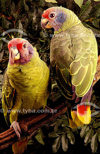  (Amazona brasiliensis) Red-Tailed Amazon - south of Brazil*  * The stretch in the Atlantic Forest that begins in the Jureia Mountain Range (in Iguape/SP) and goes until Ilha do Mel Island (in Paranagua city-Parana state) is a Natural World Heritage  