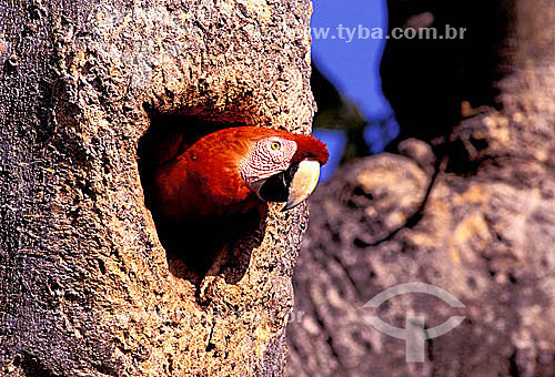  (Ara macao) Scarlet Macaw - Amazonian Region - Brazil 