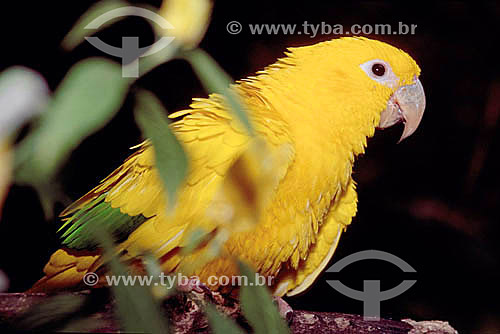  (Guaruba guarouba) - Golden Parakeet - conure - bird with the colours of the brazilian flag - Brazil 