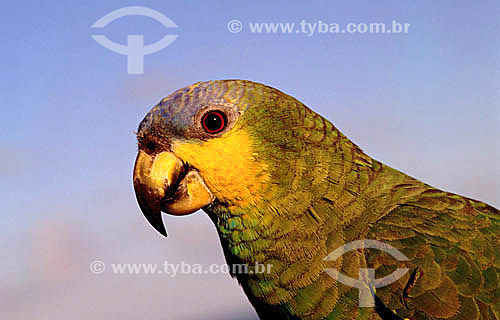 (Amazona amazonica) - Orange-Winged Parrot - Brazil 