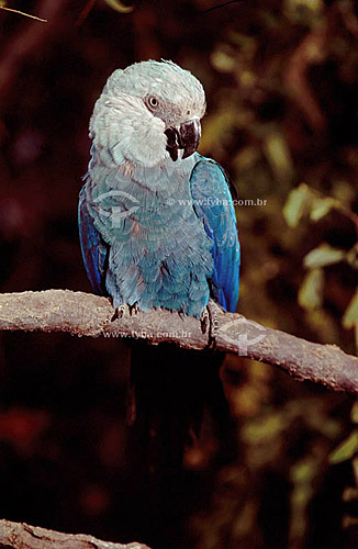  (Cyanopsitta spixii) Spix`s Macaw - Brazil 