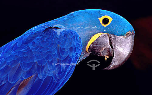  (Anodorhynchus hyacinthinus) Hyacinth Macaw - Brazil 