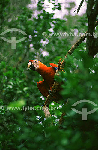  (Ara chloroptera) Green-Winged Macaw - Brazil 