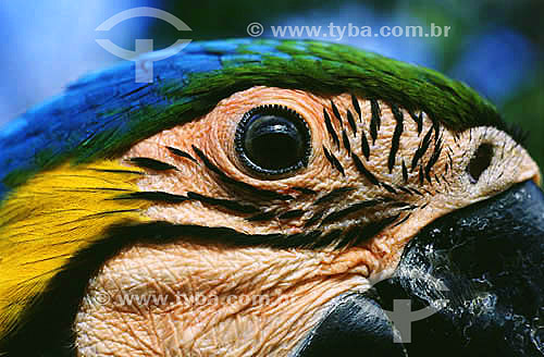 (Ara ararauna) - detail of the eyes of a Blue-and-Gold Macaws - Brazil 