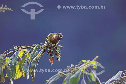  (Pyrrhura frontalis) Reddish-bellied Parakeet - Atlantic Rainforest of the Southeast of Brazil 