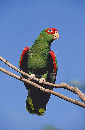  (Amazona pretrei pretrei) Red Spectacled Parrot - endangered species - Southern Brazil 