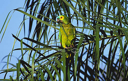  (Amazona aestiva) Turquoise-fronted Parrot - Pantanal - Mato Grosso do Sul state - Brazil 