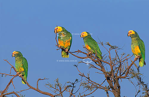  (Amazona xanthops) Yellow-faced Parrot - Emas National Park - Cerrado Ecosystem- Goias state - Brazil 
