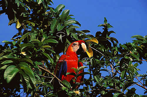 (Ara macao) Scarlet Macaw - Amazonia region  - Brazil