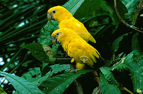  (Guaruba guarouba) Golden Parakeet or Golden conure - Maranhao state - Brazil 