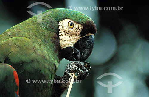  Chestnut fronted Macaw - (Ara severa) - Amazon Forest - Brazil 