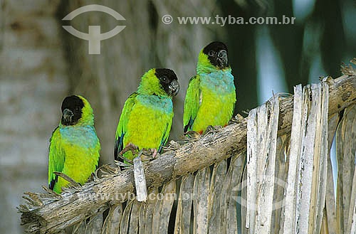  Black-Hooded parakeet (Nandayus nenday) - Pantanal Ecosystem - Matogrosso do Sul state - Brazil 
