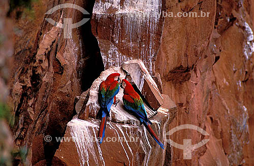  (Ara chloroptera) Pair of Green-Winged Macaws at the 