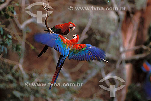  (Ara chloroptera) Pair of Green-Winged Macaws at the 