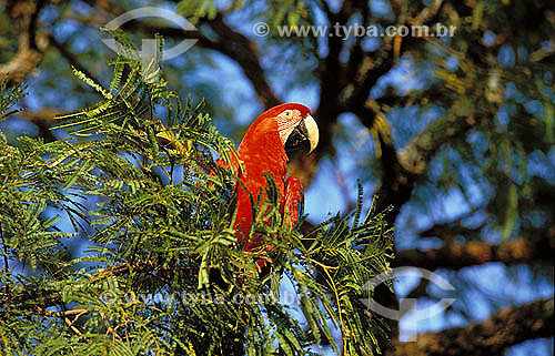 (Ara chloroptera) Green-Winged Macaw at the 