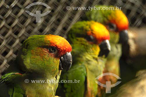  Golden-capped Parakeets in Ribeirao Preto city zoo - Sao Paulo state - Brazil 
