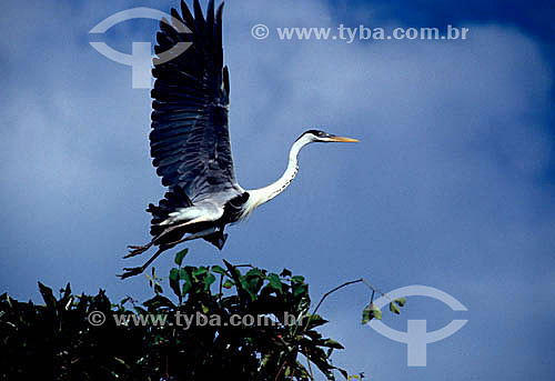  (Ardea cocoi) - Cocoi Heron flying away from nest - Pantanal National Park* - Mato Grosso state - Brazil  * The Pantanal Region in Mato Grosso state is a UNESCO World Heritage Site since 2000. 