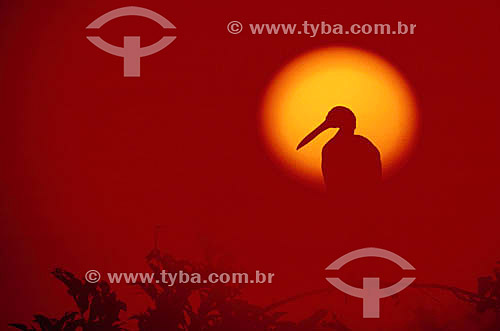  (Mycteria americana) Silhouette of Wood stork at the sunset - Pantanal National Park* - Mato Grosso state - Brazil  * The Pantanal Region in Mato Grosso state is a UNESCO World Heritage Site since 2000. 