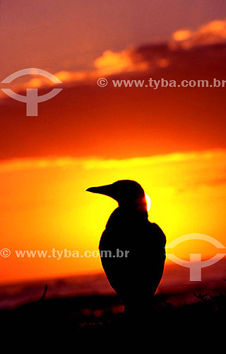  Silhouette of bird at the sunset - (Sula dactylatra) Masked booby (also known as masked boobie) or (Sula leucogaster) Brown Booby - Abrolhos National Park - Bahia state - Brazil 