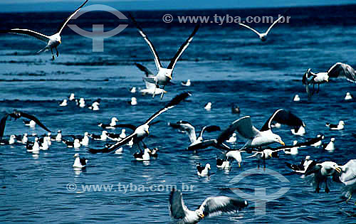  (Larus dominicanus) - Kelp Gull - birds flying over the water - south of Brazil 