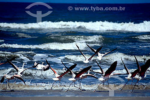  (Phoenicopterus ruber) - group of Greater Flamingos - Lagoa do Peixe National Park - Rio Grande do Sul state - Brazil 