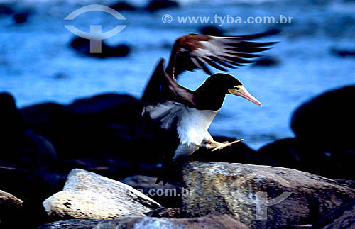  (Sula leucogaster) Bird landing on coastal rocks - Brown Booby - Abrolhos Bank* - 