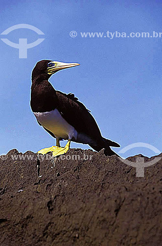  (Sula leucogaster) - Brown Booby - Fernando de Noronha Island* - Pernambuco state - Brazil  * The archipelago Fernando de Noronha is a UNESCO World Heritage Site since 16-12-2001. 
