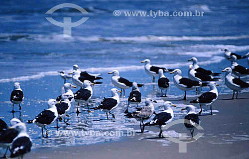  (Larus dominicanus) Seagulls - Rio Grande do Sul state - Brazil 