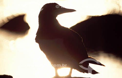  (Sula leucogaster) Brown Booby in silhouette - Abrolhos Bank* - 