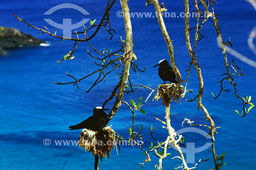  (Anous minutus) Black Noddy - Fernando de Noronha Island* - Pernambuco state - Brazil *The archipelago Fernando de Noronha is a UNESCO World Heritage Site since 12-16-2001. 