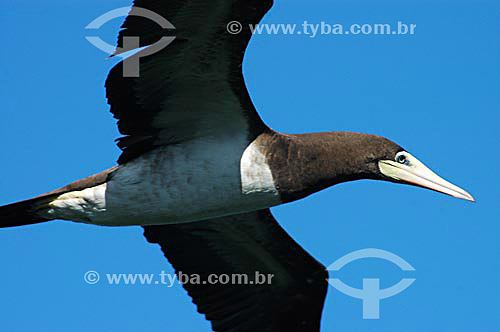  Atoba flying - bird - Cabo Frio city - Rio de Janeiro State - Brazil 