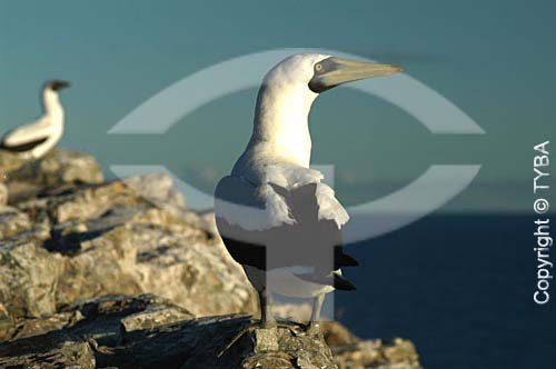  Atoba (bird) - Abrolhos National Park - south coast of the Bahia state - Brazil 