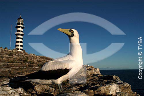  Atoba (bird) with a lighthouse in the background - Abrolhos National Park - south coast of the Bahia state - Brazil 