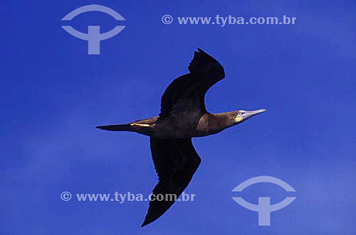  Sea-Gull flying - Brazil 