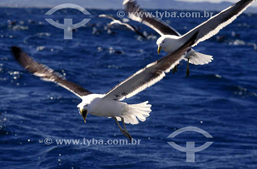  (Larus dominicanus) Kelp Gull - Seagulls flying over the sea 