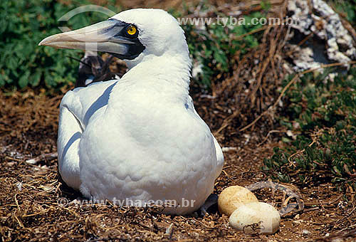  Subject: Masked Booby or White Faced Boobyat nest with eggs - (Sula dactylatra)  / Place: Fernando de Noronha city - Pernambuco state (PE) - Brazil / Date: 12/2010 