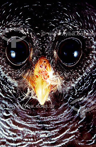 (Ciccaba huhula) - Black-Banded Owl - Amazon region - Brazil 