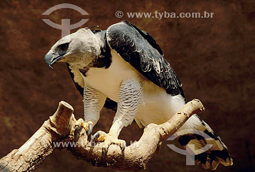  (Harpia harpyja) Harpy Eagle - Brazil 