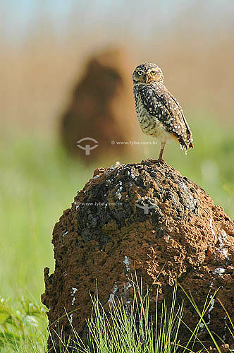  The Burrowing Owl (Speotyto cunicularia) on a termite mound - Emas National Park - Goias state - Brazil 