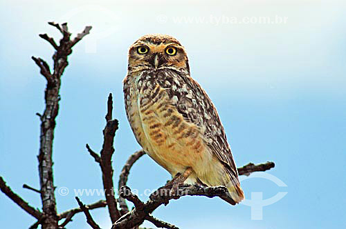  Burrowing owl - Emas National Park* - Goias state - Brazil *The park is a UNESCO World Heritage Site since 12-16-2001. 