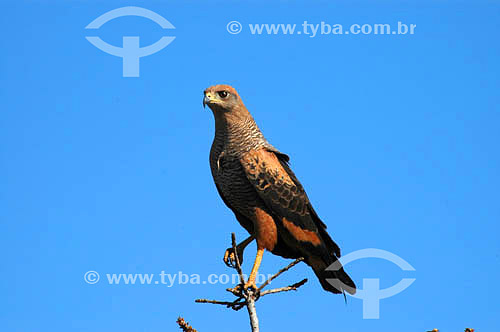  (Buteogallus meridionalis) Savanna Hawk at the Emas National Park* - Goias state - Brazil  * The park is a UNESCO World Heritage Site since 16-12-2001. 