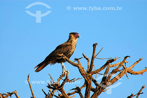  (Polyborus plancus) - Crested-Caracara at the Emas National Park* - Goias state - Brazil * The park is a UNESCO World Heritage Site since 16-12-2001. 