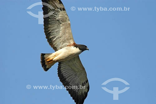  (Buteo albicaudatus) White-tailed Hawk at the Emas National Park* - Goias state - Brazil  * The park is a UNESCO World Heritage Site since 16-12-2001. 