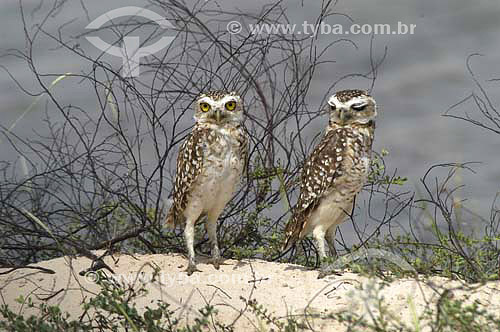  (Speotyto cunicularia) Burrowing Owl - Santo Amaro  do Maranhao city - Maranhao state - Brazil - February 2006  